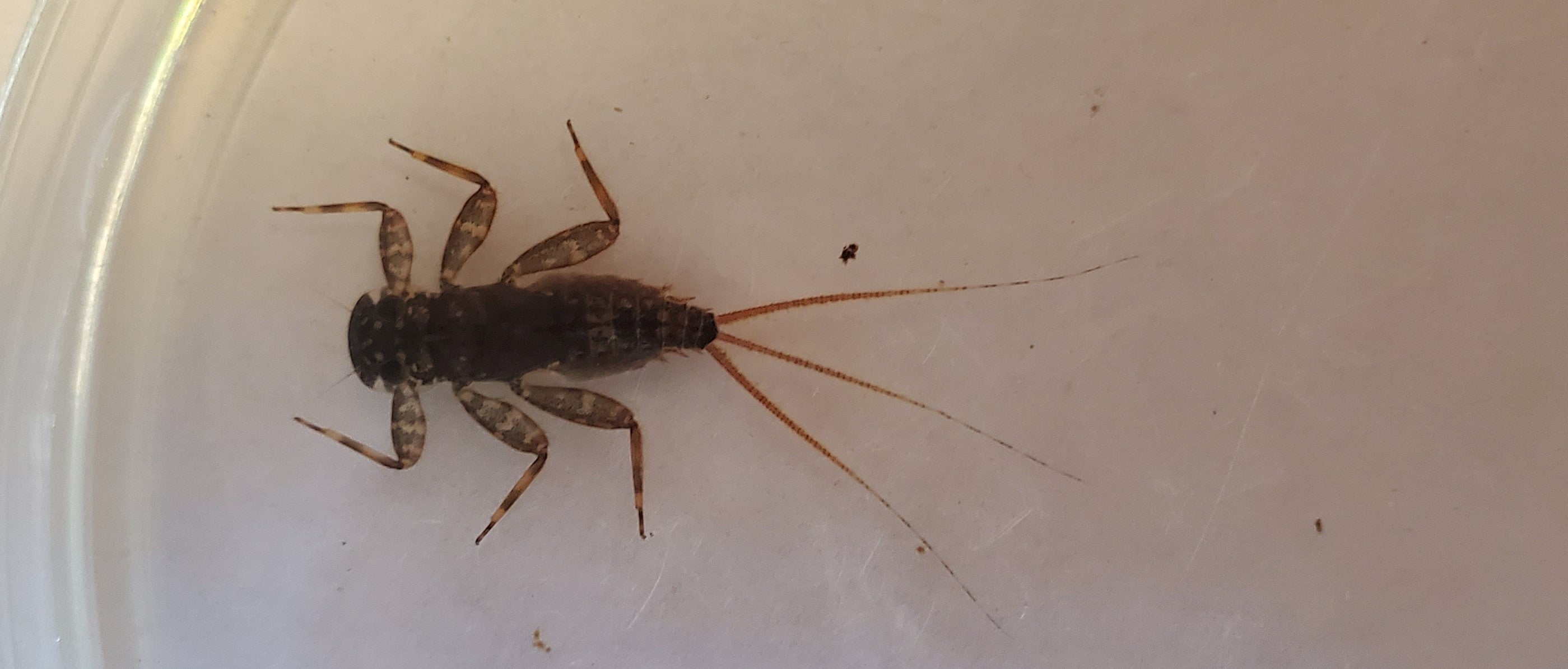 Mayfly nymph on a white background. 